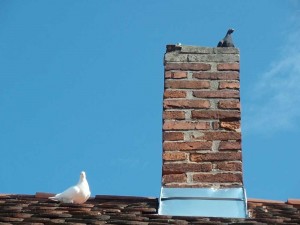 Multiple causes of a smelly chimney